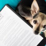 The Truth About Pet Insurance and Vet Bills and What Most Pet Owners Do not Realize