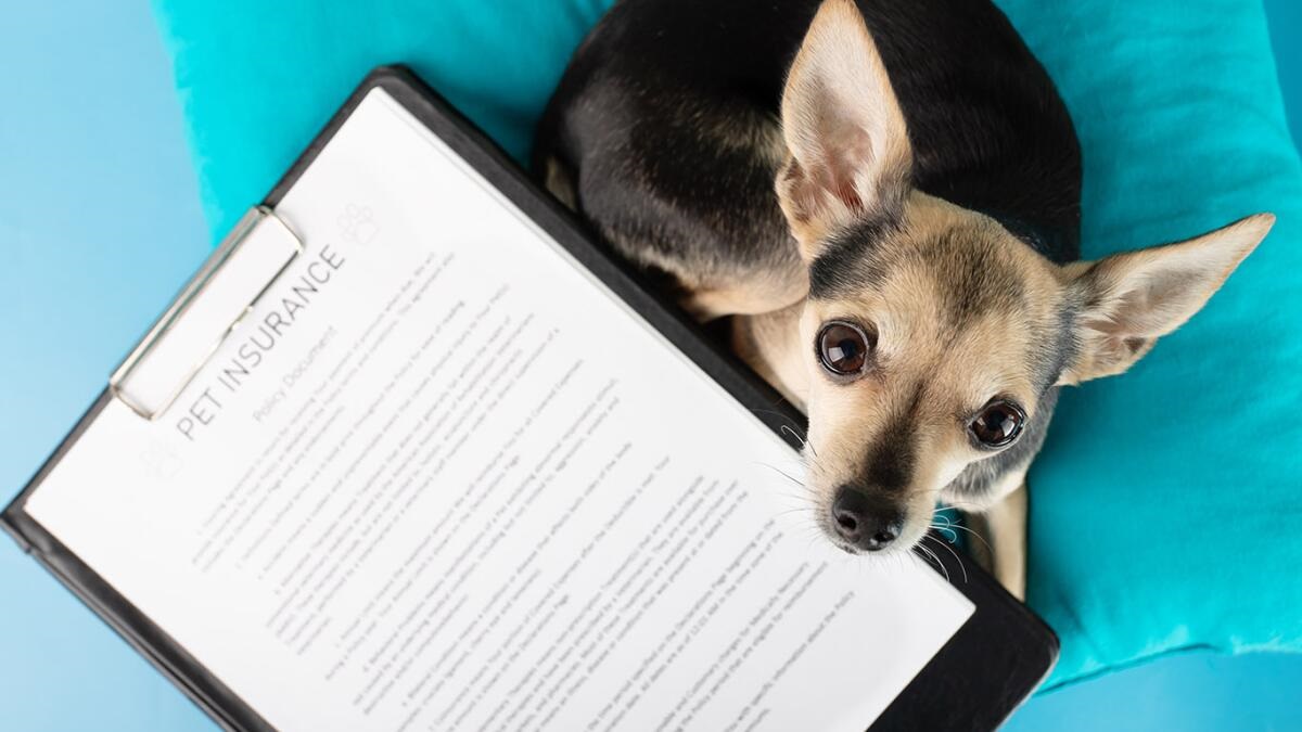 The Truth About Pet Insurance and Vet Bills and What Most Pet Owners Do not Realize